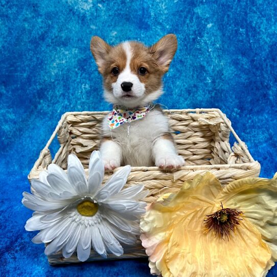 Pembroke Welsh Corgi DOG Male Fawn 3633 Petland Pensacola, Florida