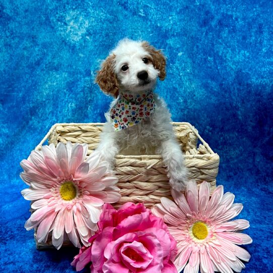 Goldendoodle Mini 2nd Gen DOG Female White/Gold Markings 3634 Petland Pensacola, Florida