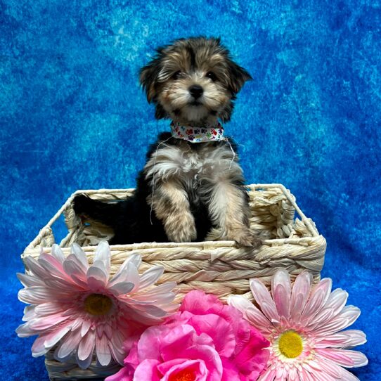 Morkie-DOG-Female-Black/Tan-3635-Petland Pensacola, Florida