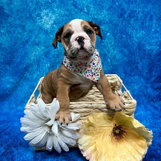 Beabull-DOG-Male-Fawn-3636-Petland Pensacola, Florida