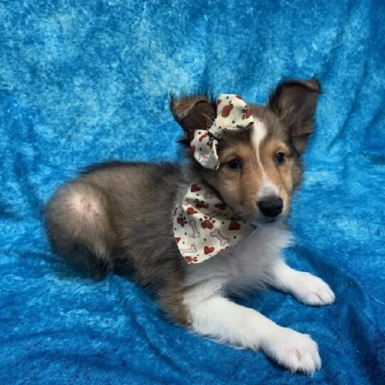 Sheltie DOG Female Sable/White 670 Petland Pensacola, Florida