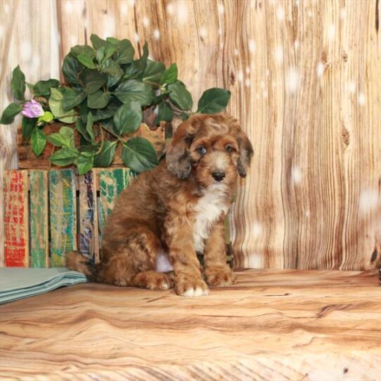 Mini Bernedoodle 2nd Gen DOG Male Red Merle 3651 Petland Pensacola, Florida