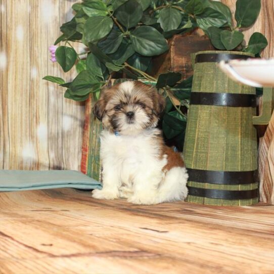 Shih Tzu DOG Female White / Gold 3652 Petland Pensacola, Florida