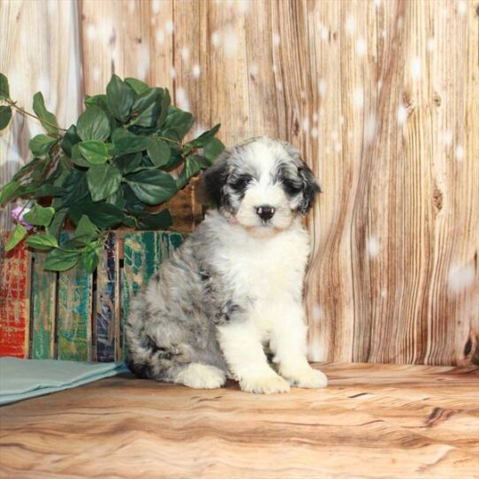 Mini Aussiedoodle-DOG-Male-Blue Merle-3653-Petland Pensacola, Florida