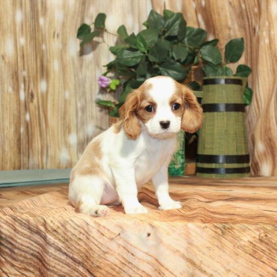 Cavalier King Charles Spaniel DOG Female Blenheim / White 3654 Petland Pensacola, Florida