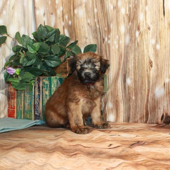 Soft Coated Wheaten Terrier DOG Male Wheaten 3656 Petland Pensacola, Florida