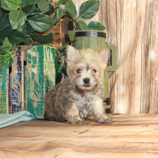 Cairn Terrier-DOG-Female-Wheaten-3657-Petland Pensacola, Florida