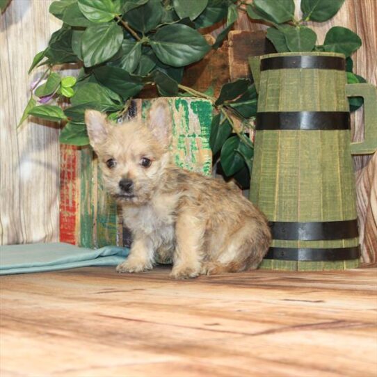 Cairn Terrier-DOG-Male-Wheaten-3658-Petland Pensacola, Florida