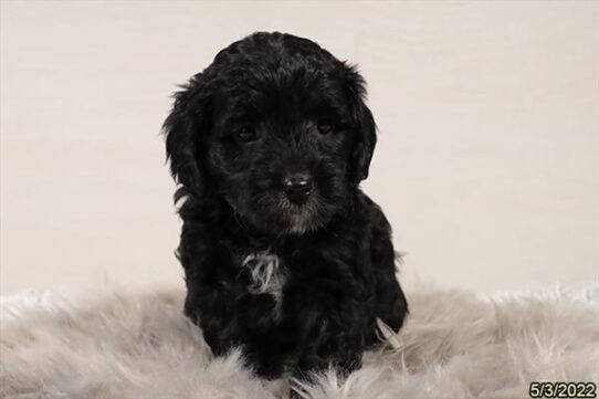 Mini Goldendoodle DOG Female Black 3659 Petland Pensacola, Florida