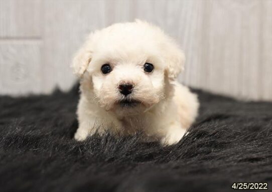 Bichon DOG Female White 3661 Petland Pensacola, Florida