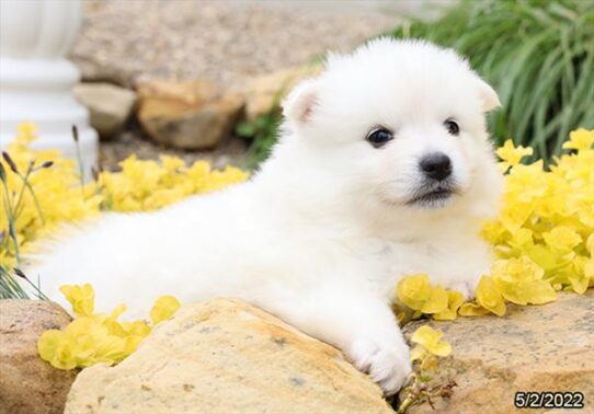 American Eskimo Dog DOG Female White 3663 Petland Pensacola, Florida