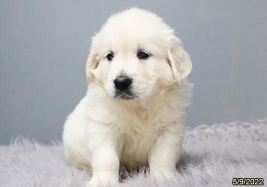 Golden Retriever DOG Male Cream 3664 Petland Pensacola, Florida