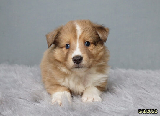 Sheltie-DOG-Male-Red Merle-3665-Petland Pensacola, Florida