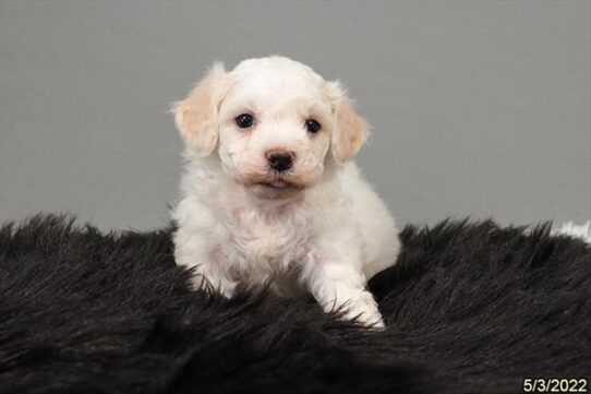 Bichon DOG Male White 3666 Petland Pensacola, Florida