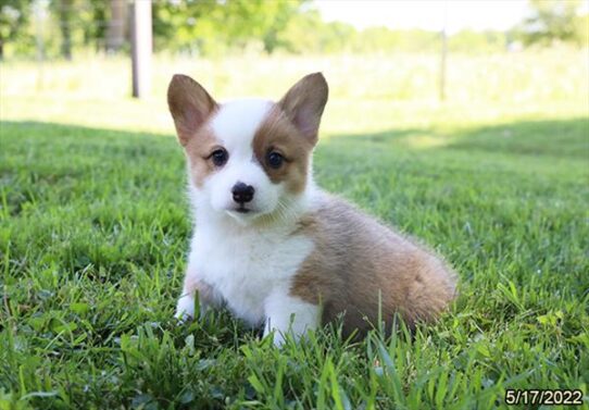 Pembroke Welsh Corgi DOG Female Red / White 3668 Petland Pensacola, Florida