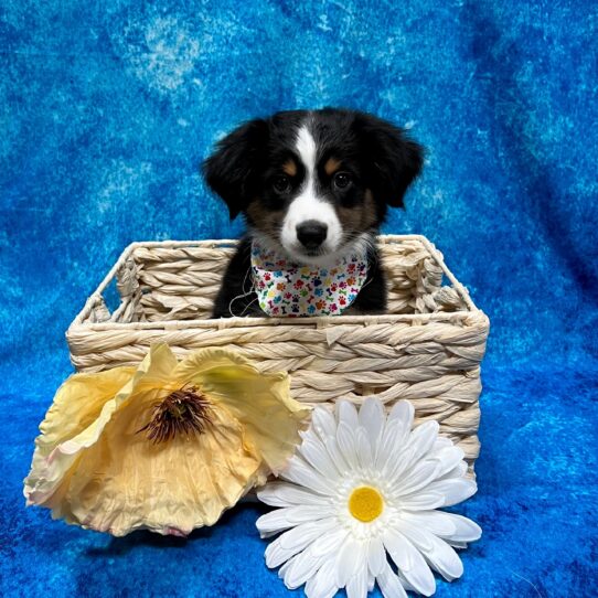 Miniature Australian Shepherd DOG Male Tri 3689 Petland Pensacola, Florida