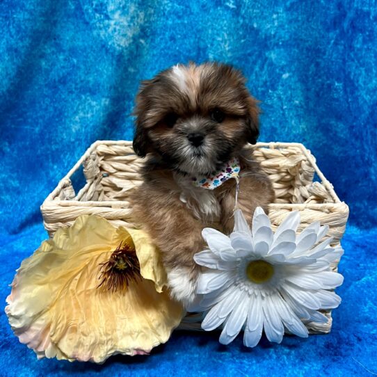 Lhasa Apso-DOG-Male-Golden-3690-Petland Pensacola, Florida