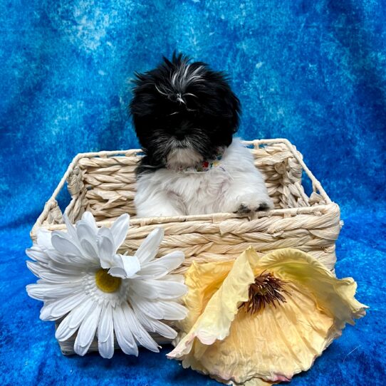 Shih Tzu DOG Male Black/White 3650 Petland Pensacola, Florida