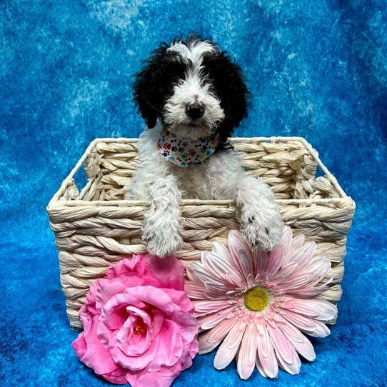 Poodle DOG Female Chocolate Parti 3688 Petland Pensacola, Florida