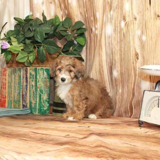 Mini Bernedoodle 2nd Gen DOG Female Red Merle 3701 Petland Pensacola, Florida