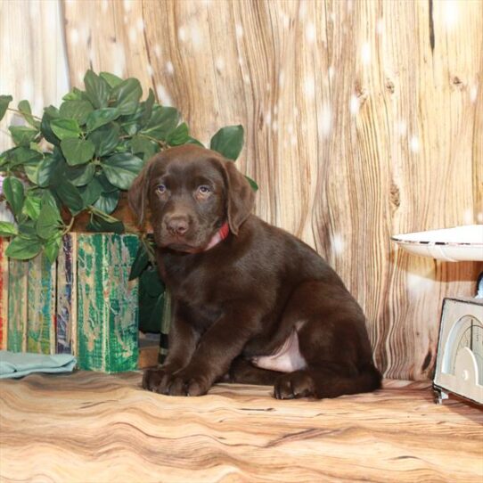 Labrador Retriever DOG Male Chocolate 3702 Petland Pensacola, Florida