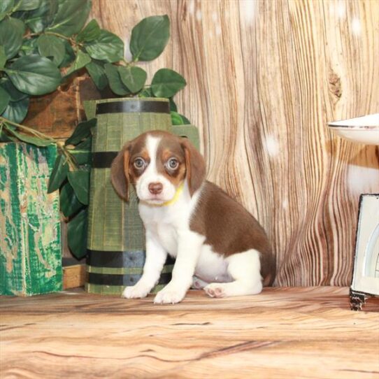 Beagle DOG Female Chocolate / Tan 3703 Petland Pensacola, Florida