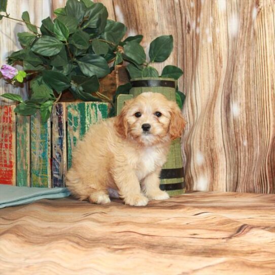 Cavapoo DOG Male Apricot 3704 Petland Pensacola, Florida