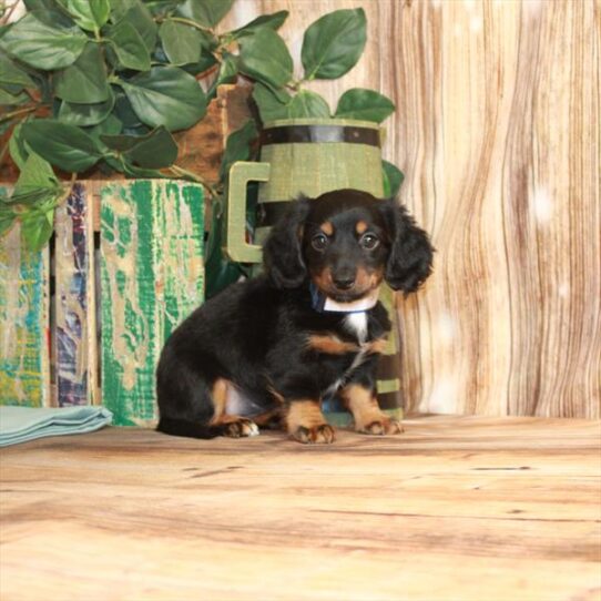 Dachshund DOG Female Black / Tan 3705 Petland Pensacola, Florida