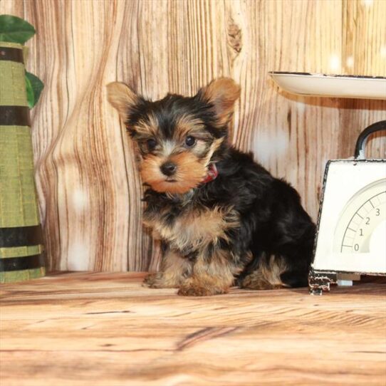 Yorkie DOG Female Black / Tan 3706 Petland Pensacola, Florida