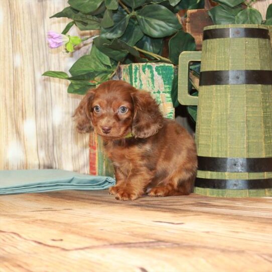 Dachshund DOG Male Chocolate / Tan 3708 Petland Pensacola, Florida