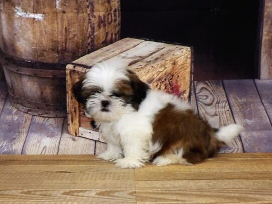 Shih Tzu DOG Male White / Gold 3709 Petland Pensacola, Florida