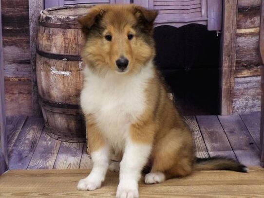 Collie DOG Female Sable / White 3710 Petland Pensacola, Florida