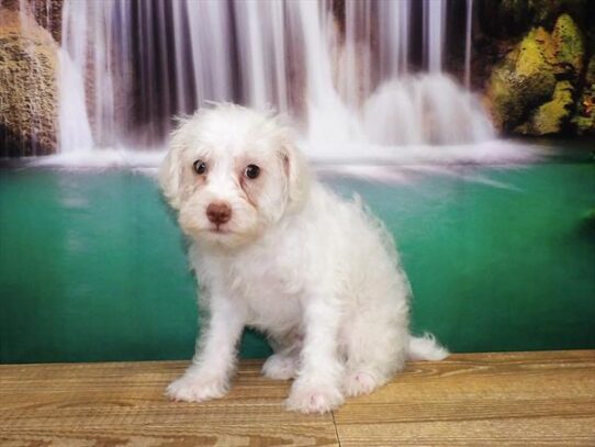 Schnoodle DOG Male Cream 3711 Petland Pensacola, Florida