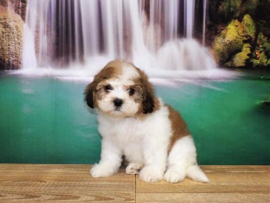 Teddy Bear DOG Female Gold / White 3712 Petland Pensacola, Florida