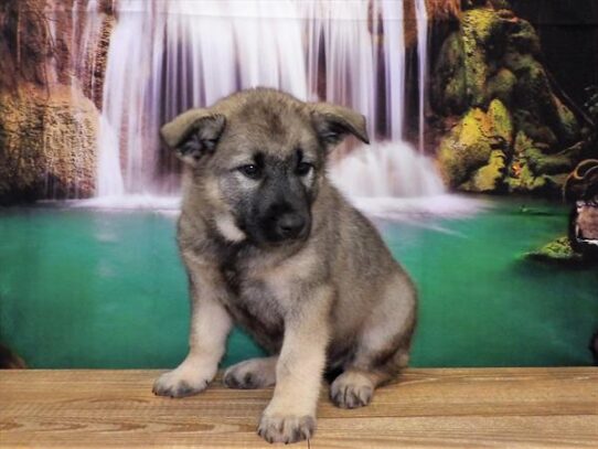 Norwegian Elkhound DOG Male Sable 3713 Petland Pensacola, Florida