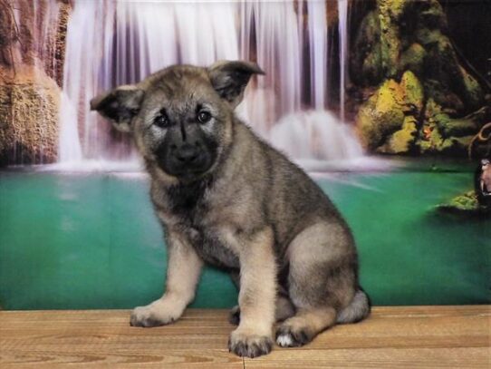 Norwegian Elkhound-DOG-Female-Sable-3714-Petland Pensacola, Florida