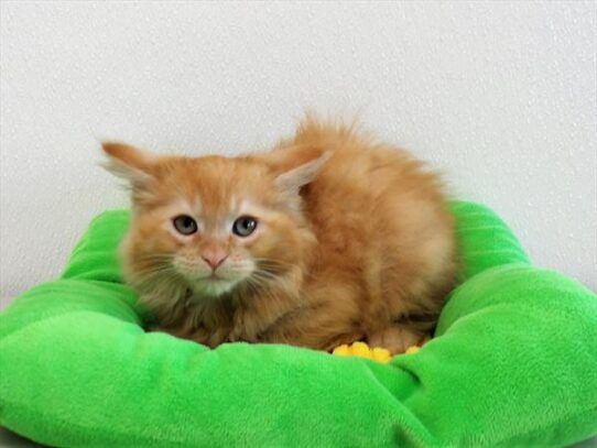 Maine Coon DOG Male Red Classic Tabby 3715 Petland Pensacola, Florida