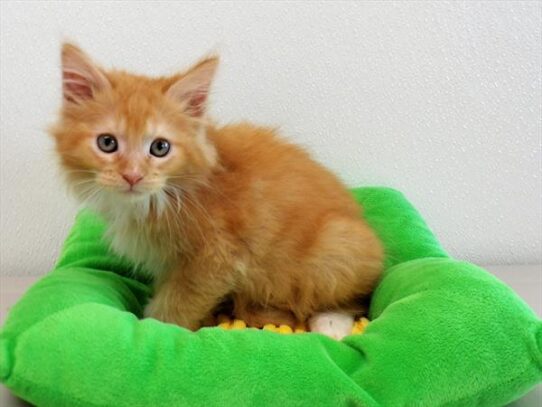 Maine Coon DOG Male Red Classic Tabby / White 3716 Petland Pensacola, Florida