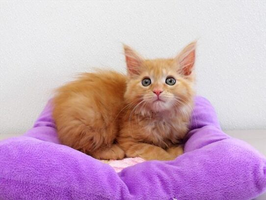 Maine Coon DOG Female Red Classic Tabby 3717 Petland Pensacola, Florida