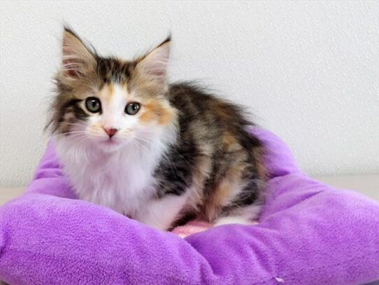 Maine Coon-DOG-Female-Brown Patched Tabby-3718-Petland Pensacola, Florida