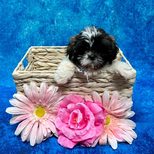 Shih Tzu DOG Female Sable/White 3729 Petland Pensacola, Florida