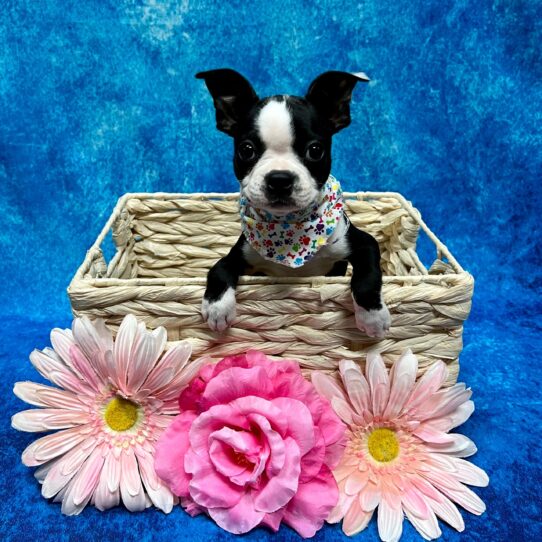 Boston Terrier DOG Female Black/White 3732 Petland Pensacola, Florida