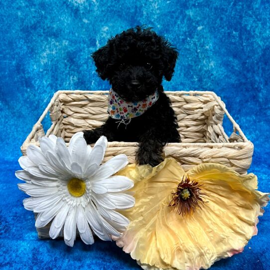 Poodle DOG Male Black 3733 Petland Pensacola, Florida