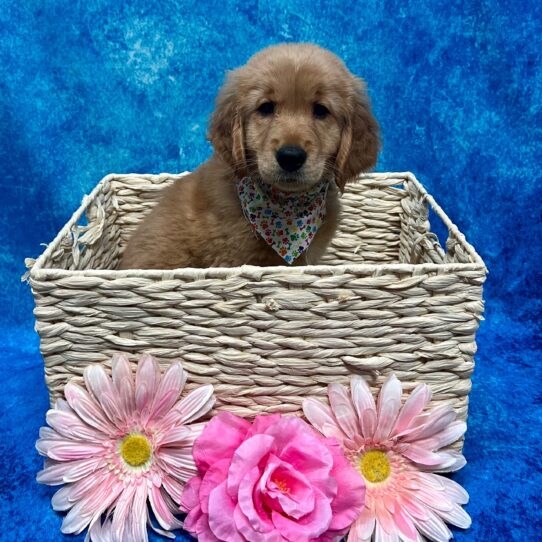 Golden Retriever DOG Female Golden 3734 Petland Pensacola, Florida