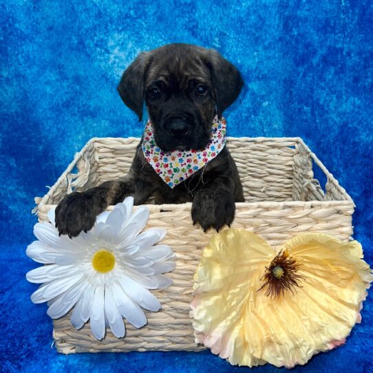 Cane Corso-DOG-Male-Black Brindle-3735-Petland Pensacola, Florida