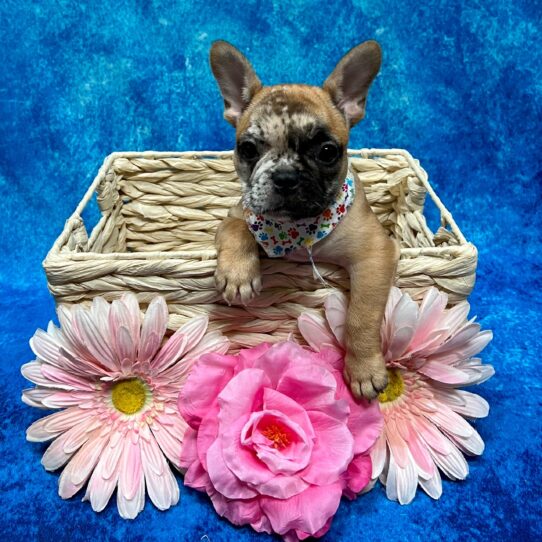 French Bulldog DOG Female Fawn 3736 Petland Pensacola, Florida