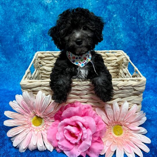 Bichon-Poodle DOG Female Black/White 3737 Petland Pensacola, Florida