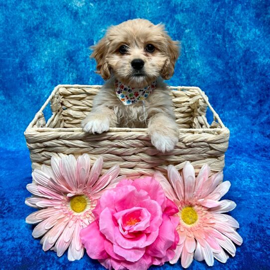 Cavachon-DOG-Female-Buff-3738-Petland Pensacola, Florida