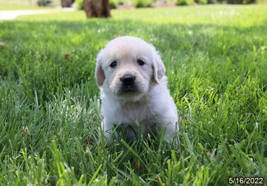 Golden Retriever DOG Male Cream 3759 Petland Pensacola, Florida