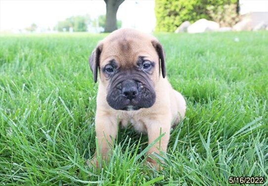 Bullmastiff DOG Male Red Fawn 3760 Petland Pensacola, Florida